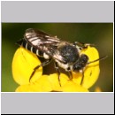 Coelioxys elongata - Kegelbiene w01e 10mm.jpg